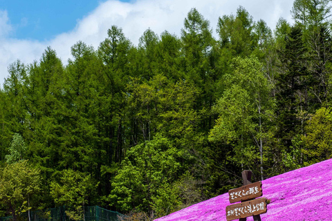 Eastern Hokkaido: Shibazakura & Tulip Park Day Tour Sapporo TV Tower Departure