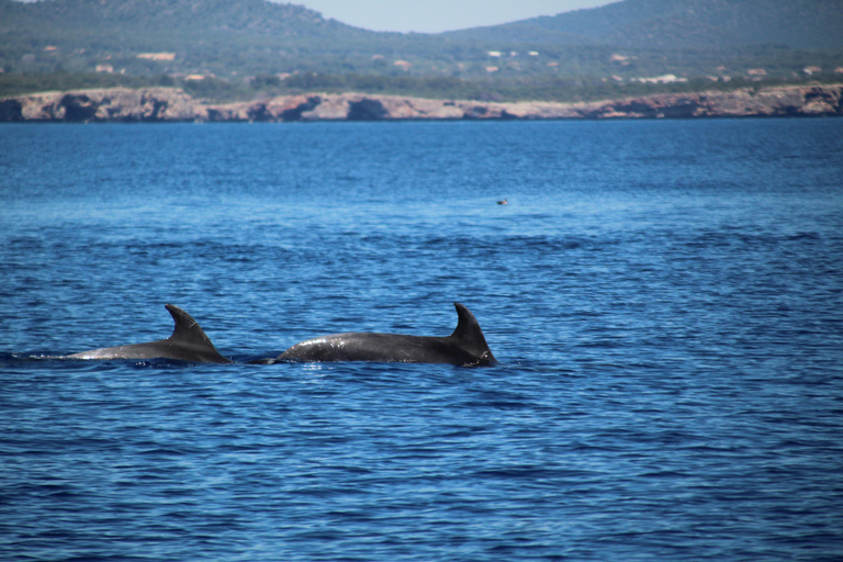 Cala d'Or: Dolphin sightseeing tour with dolphin watching Cala d'Or: Sightseeing tour with dolphin watching