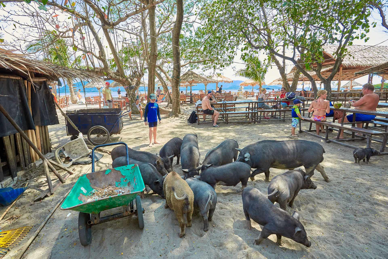 Koh Samui: Pig Island Tour by Speedboat with Snorkeling Private Tour or Cruise Ship Option