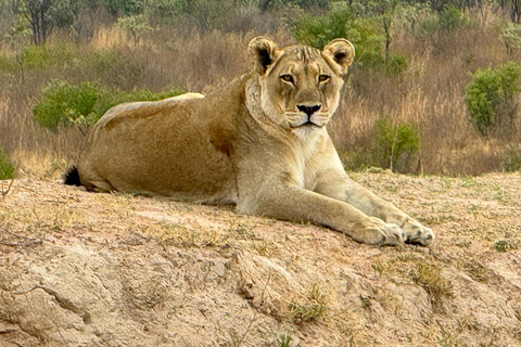 Vanuit Johannesburg: 6-daagse luxe Kruger Park safari
