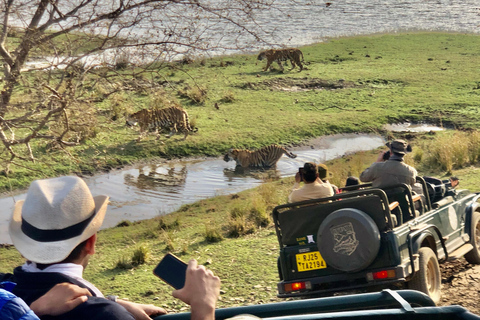 Spot Tigers and other wild of Ranthambore on a Day-Same Tour Ranthambore day trip with local guide full day + naturalist
