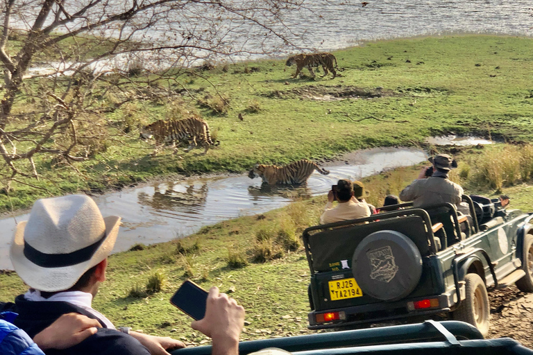 Spot Tigers and other wild of Ranthambore on a Day-Same Tour Ranthambore day trip with local guide full day + naturalist
