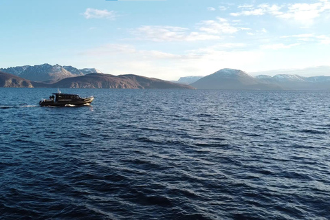 Skjervøy : Excursion en bateau chauffé pour l&#039;observation des orques et des baleines