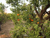 Chios, Orange Farm Trip & Tasting - Citrus Museum bezoek - Housity