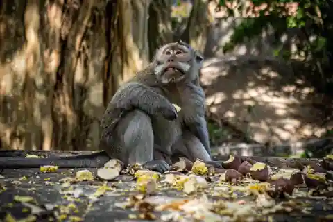 Ubud : Rizière, forêt de singes, cascade Visite privée