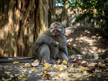 Ubud: Rice Terrace, Monkey Forest, Waterfall Private Tour