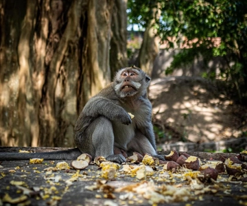 Ubud: Rice Terrace, Monkey Forest, Waterfall Private Tour