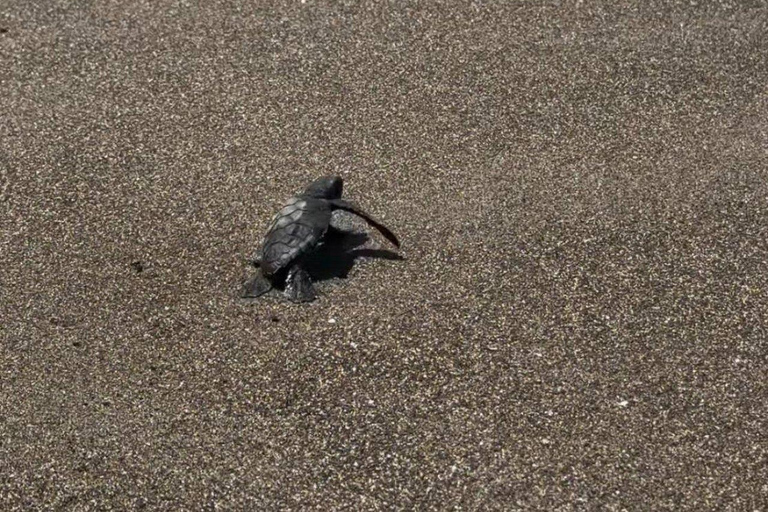 Barra de Santiago: Turtle Release Experience & Beach