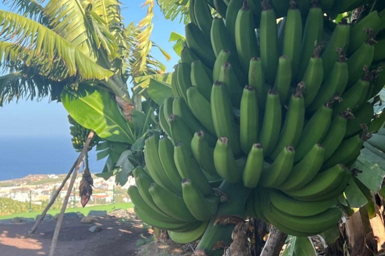 Bananen, Weine & Rum probieren - Premium Tour auf Gran CanariaES - Bananen, Weine & Rum probieren - Premium Tour