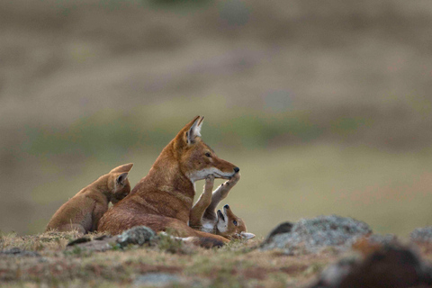 Omo Valley & Bale Mountains 11-Day Journey