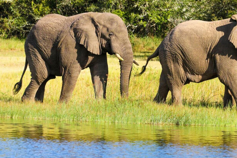 Akagera National Park: Game Drive with Optional Transfers