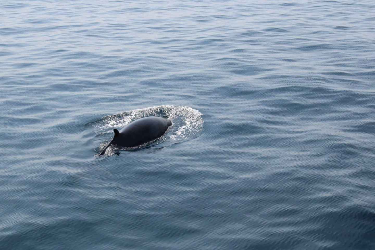 Dingle: Wildlife Boat Tour with Guide (4 Hours)