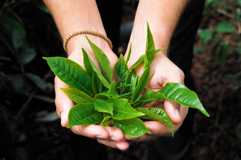 Route du thé, du rhum et de la vanille