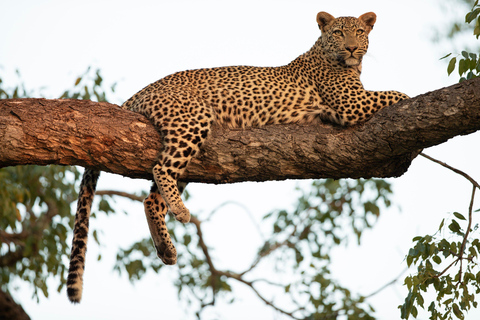 From Udaipur: 3-Day Jawai Leopard Safari & City Tour