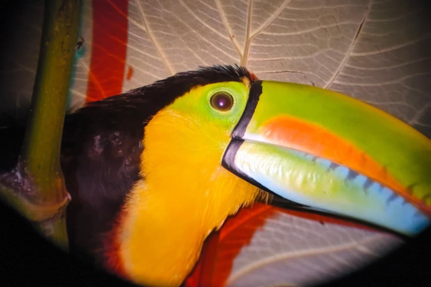 Monteverde Night Hike: Discover Wildlife in 2 Hours