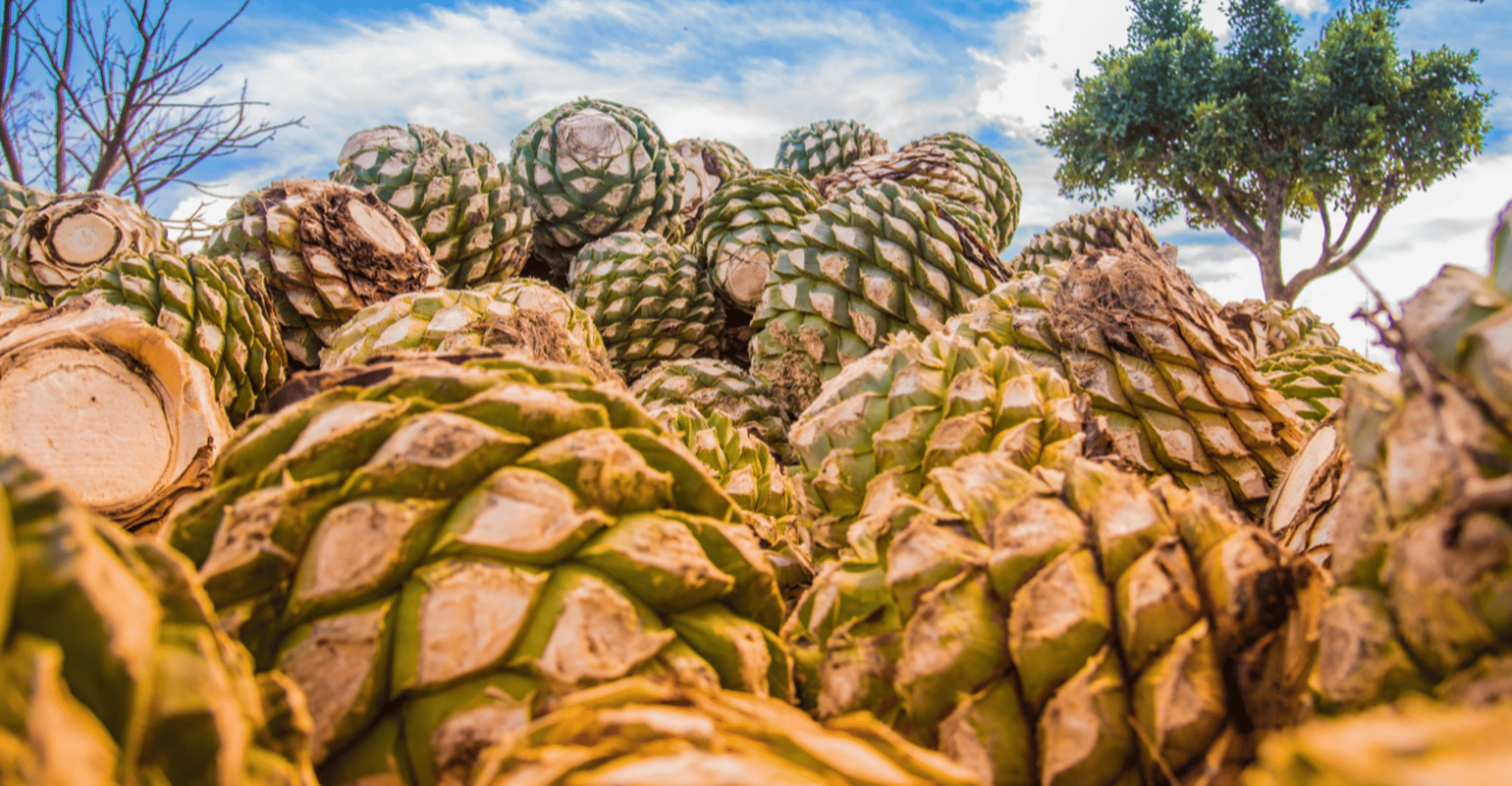 Hierve el Agua, Mitla, Tule, Teotilán and Mezcal factory - Housity