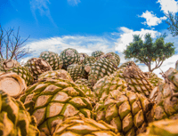 Fai bollire l'acqua, mitla, tule, teotilán e mezcal - Housity
