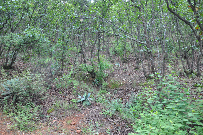 Senderismo en el parque Nacional Benito Juárez