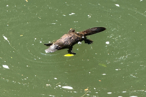 Airlie Beach: Eungella Platypus & Rainforest Eco Tour