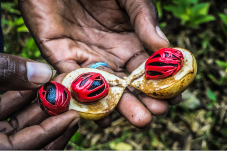 Spice Farm, Jozani Forest Red Colobus Monkeys & Salaam Cave Private Tour with Hotel Transfer (Entry Fees Not Included)