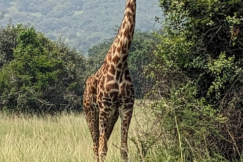 Kigali: Akagera National Park Full-Day Safari Day trip Akagera national park