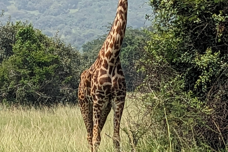 Kigali : Safari d&#039;une journée dans le parc national de l&#039;AkageraExcursion dans le parc national de l&#039;Akagera