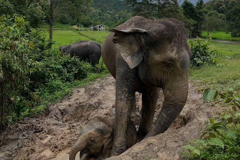 Chiang Mai: Elephant Sanctuary, Waterfall & Bamboo Rafting