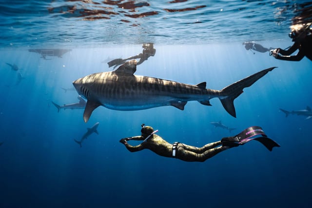 Oahu: Cageless Shark Dive Adventure