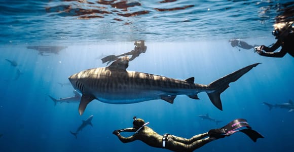 Oahu: Cageless Shark Dive with Galapagos & Tiger Sharks