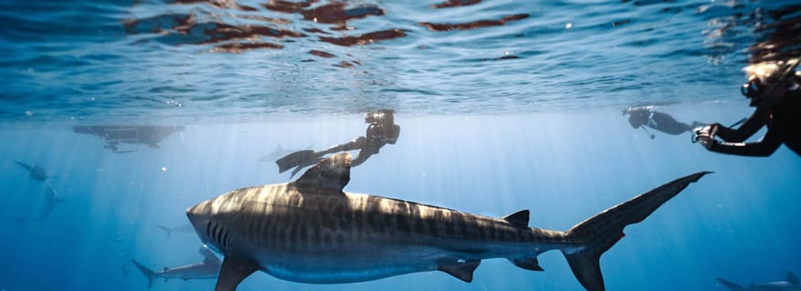 Oahu : Aventure de plongée sans cage avec les requins