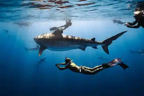 Oahu: Cageless Shark Dive Adventure