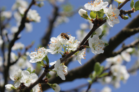 Bergen: Hardangerfjord cider tasting & waterfall Tour