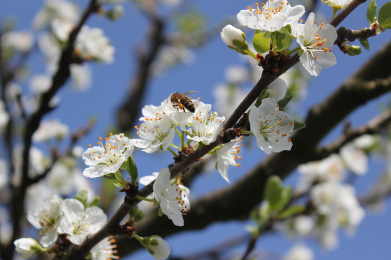 Bergen: Hardangerfjord cider tasting & waterfall Tour