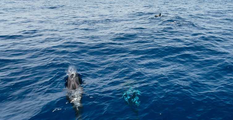 Teneryfa: rejs katamaranem z obserwacją wielorybów