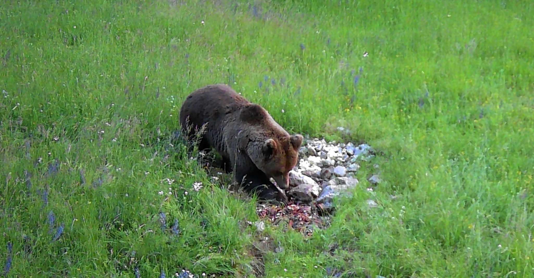 Bear Watching Slovenia - Housity