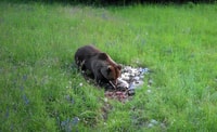Bear Watching Slovenia - Housity