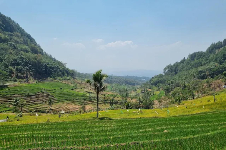 Avventura al Tempio di Selogriyo: trekking tra risaie e rafting sul fiume EloAvventura al tempio di Selogriyo: trekking nella risaia e rafting sul fiume Elo