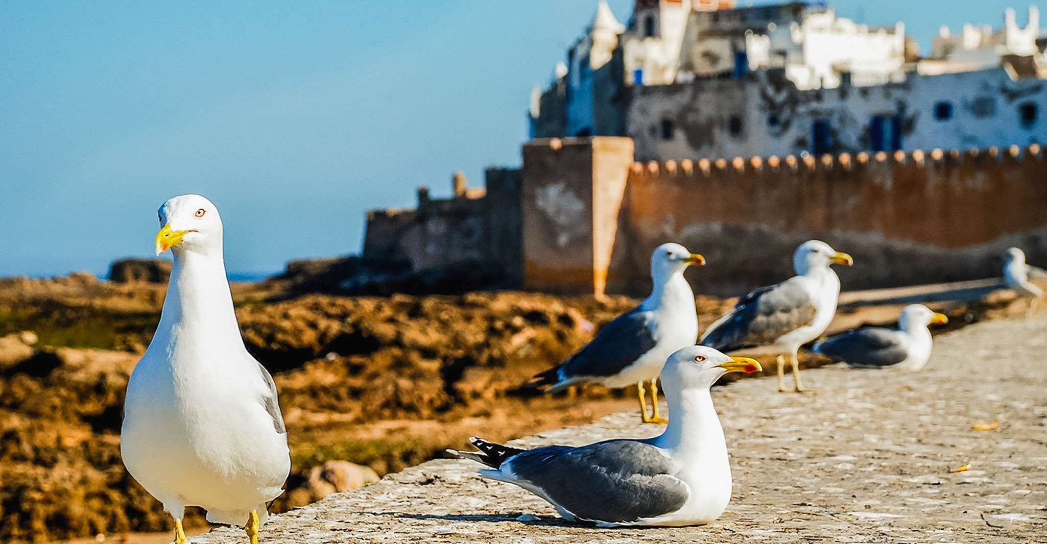 From Marrakesh, Essaouira Full-Day Trip - Housity