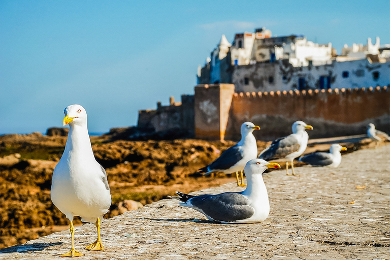 From Marrakesh: Essaouira Full-Day Trip Private Tour