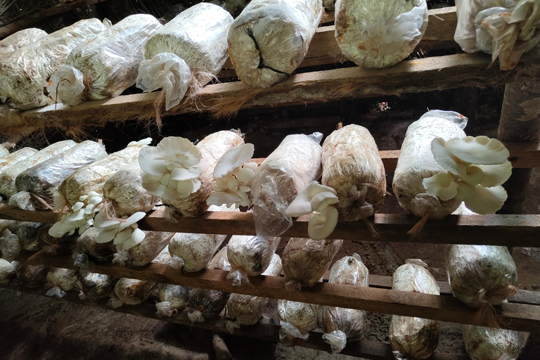 Zanzibar: Organic Spice Farm Tour With Fruit Tasting