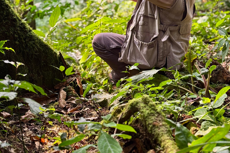 4-Day Bwindi Gorilla Trekking Experience