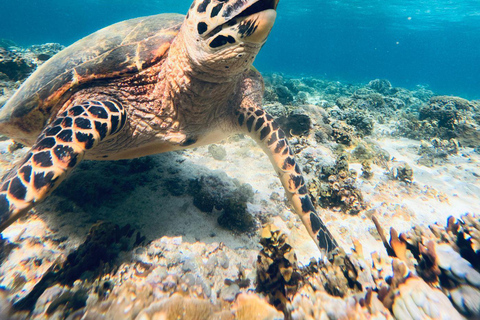 Gili Trawangan:Snorkeling Public Free Documentation