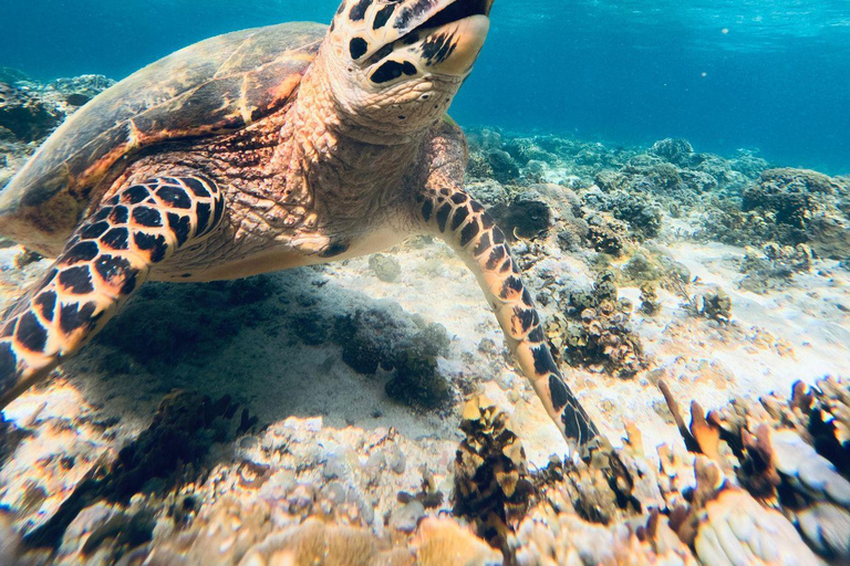 Gili Trawangan:Snorkeling Public Free Documentation