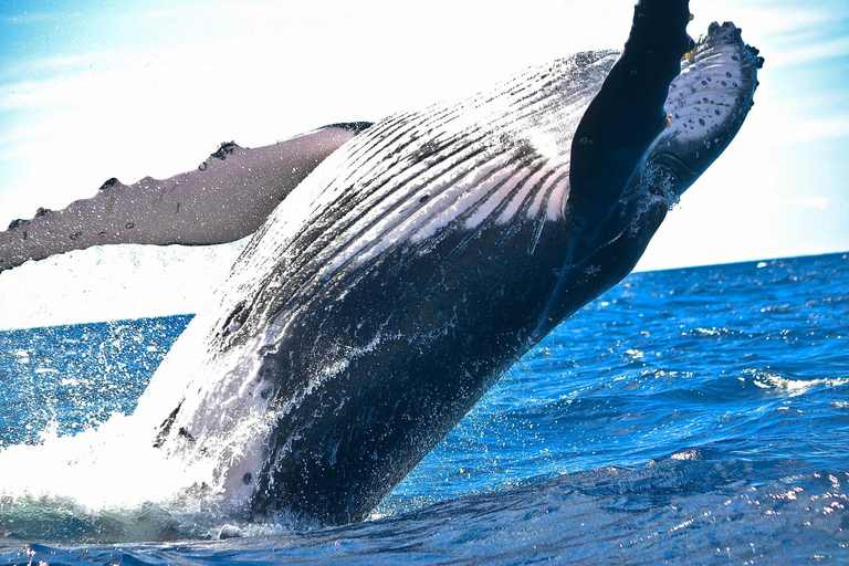 Los Cabos: Whale Watching Glass-Bottom Boat Tour Catamaran Boat Tour