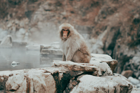 Tokyo: Nagano, Snow Monkeys and Zenko-ji Temple Private Tour