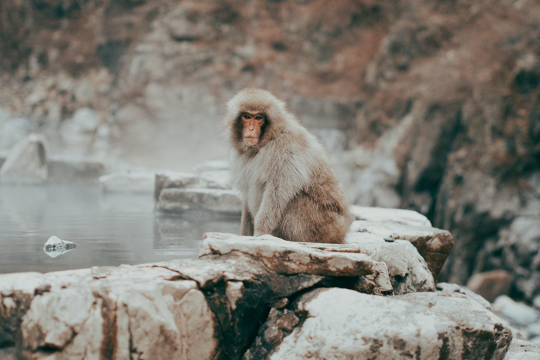 Tokyo: Nagano, Snow Monkeys and Zenko-ji Temple Private Tour