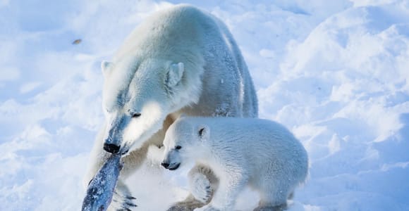 Rovaniemi: Ranua Wildlife Park with Ticket and Hotel pick up