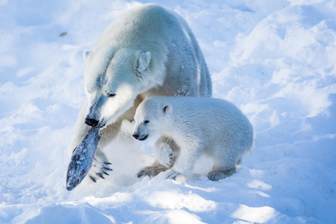 Ab Rovaniemi: Besuch des Wildparks in Ranua