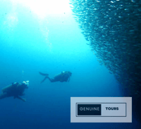 Moalboal, Buceo con la Sardina y Tortugas Marinas - Hizvo