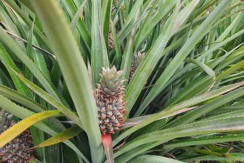 Chiang Rai: 2-Day Jungle Trek only walk with Waterfall